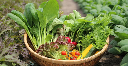 サガンベジ（佐賀県三養基郡）