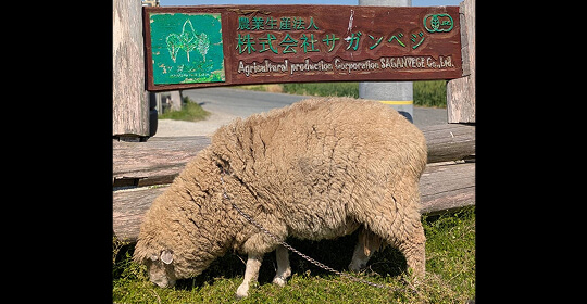 サガンベジ（佐賀県三養基郡）