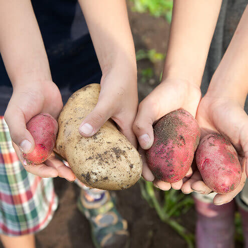 お客様の声 収穫のイメージ